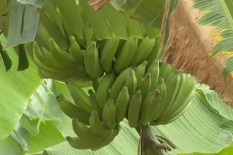 Produção de banana em Umirim - CE
