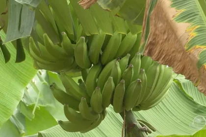 Produção de banana em Umirim - CE