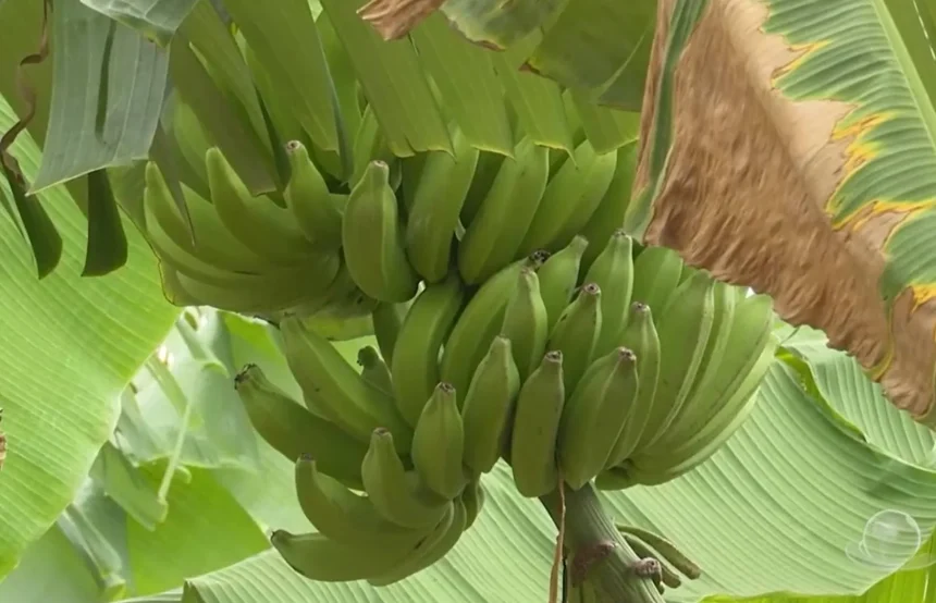 Produção de banana em Umirim - CE