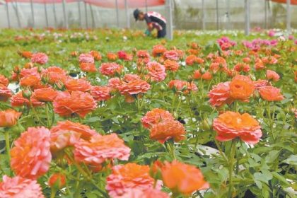 Flores São Benedito