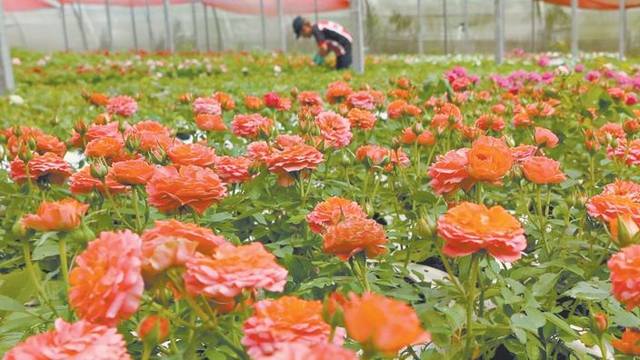 Flores São Benedito